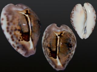 Seashell Cypraea Teulerei Outstanding Dark Color Superba Pattern 45.  3 Mm