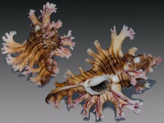 Seashell Murex Chicoreus Palmarosae Fantastic Shell Big 95.  1 Mm