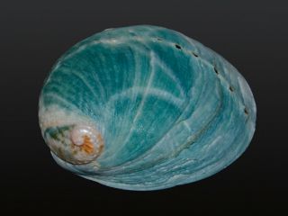 Seashell Haliotis Laevigata Fantastic Specimen Very Colorful Species 81.  8 Mm