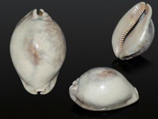 Seashell Cypraea Stercoraria Fantastic White Specimen 68.  7 Mm F,  /gem