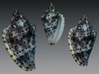 Seashell Glabella Pseudofaba Queen Marginella Fantastic Specimen 32.  8 Mm