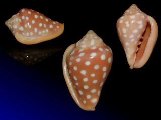 Seashell Marginella Goodalli Dark Specimen Fantastic 29.  7 Mm