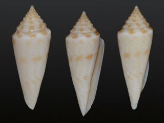 Seashell Conus Torensis Ultra Rare Live Collected Big 35.  4 Mm