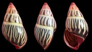 Tree Snail Amphidromus Species (rare Color)