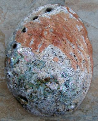 Large Red Abalone Mother Of Pearl Seashell For Decorations Jewelry Or Smudging