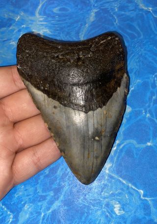Huge 4.  25” Megalodon Shark Tooth Teeth Big Fossil Meg Scuba Diver Direct 1108
