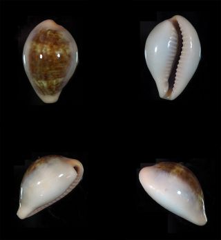 Cypraea Angelicae - Top Seashells