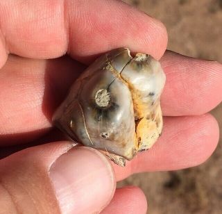 Rare Fossil Desmostylus Tooth Miocene Shark Tooth Hill Bakersfield
