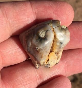 RARE fossil DESMOSTYLUS tooth MIOCENE Shark Tooth Hill Bakersfield 2
