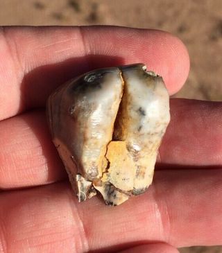 RARE fossil DESMOSTYLUS tooth MIOCENE Shark Tooth Hill Bakersfield 3