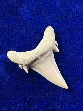 Top Quality Harleyville,  Sc Serratolamna Koerti Fossil Eocene Shark Tooth