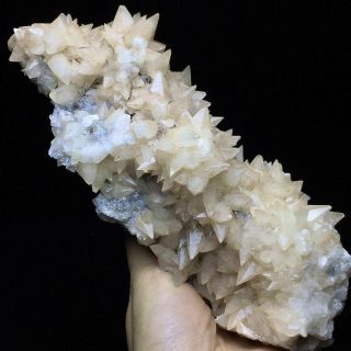 613g Rare Complete Light Yellow Dog Tooth Calcite Crystal Cluster On The Rock