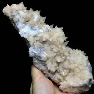 613g Rare Complete Light Yellow Dog Tooth Calcite Crystal Cluster on the Rock 2