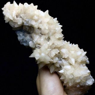 613g Rare Complete Light Yellow Dog Tooth Calcite Crystal Cluster on the Rock 3