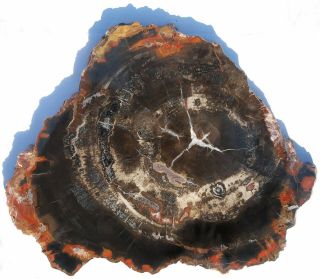 Two,  Polished,  Petrified Wood Slabs - Utah And Nevada