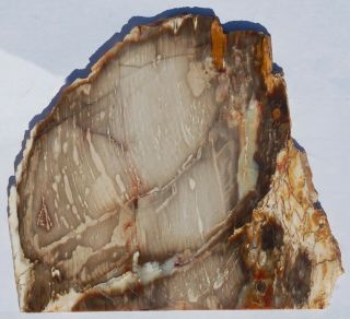 Two,  Polished,  Petrified Wood Slabs - Utah and Nevada 2