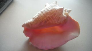 Decorative Extra Large Queen Conch Seashell Shell 9 1/2 