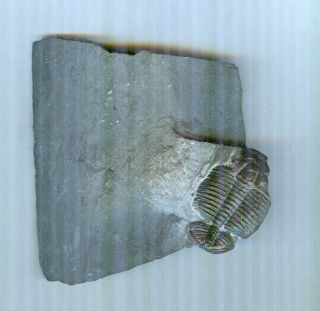 All Natural Trilobite Fossil In Shale - Elrathia Kingii - Early Cambrian Period