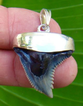 Venice Beach - Hemipristis Shark Tooth Necklace - 1 & 1/4 In.  Sterling Silver