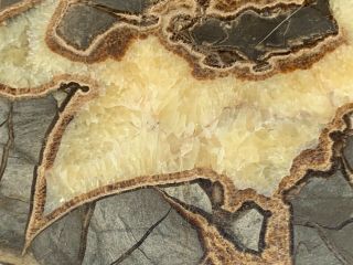 Utah Septarian Nodule/dragon Stone Huge End Slice,  Polished Face