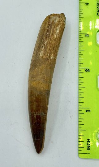 Spinosaurus 3 1/2” Tooth Dinosaur Fossil Before T Rex Cretaceous S51