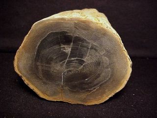 Rw Prominent Growth Rings " Petrified Wood Limb " Sweet Home,  Oregon