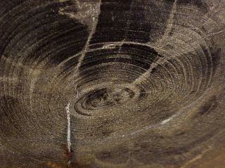 RW PROMINENT GROWTH RINGS 