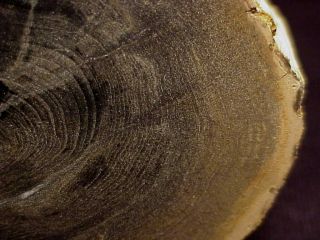 RW PROMINENT GROWTH RINGS 
