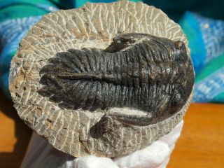 Trilobite Hollardops Mesocristata Devonian 393 Million Yrs Old 3.  0 " Inch