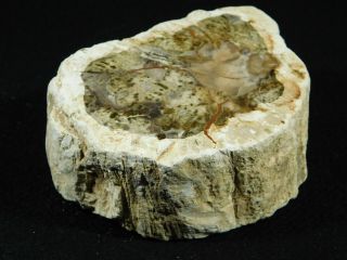 A Big 210 Million Year Old Polished Petrified Wood Fossil Madagascar 485gr 2