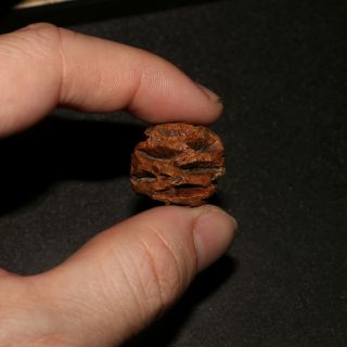 Meta Sequoia Pine Cone Fossil - Hell Creek Formation Cretaceous - A Stunner