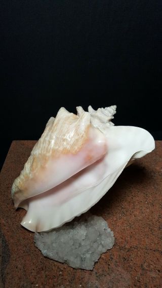Vintage Large Queen Conch Sea Shell Pink Natural Beach 9 1/2 " X 8 1/2 X 5 "