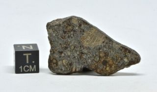 Meteorite Nwa 7130 Chondrite Ll3 Weight: 3.  94 G Tkw 242g Full Slice