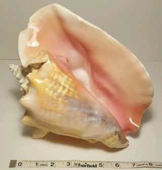 Large Conch Shell About 10 " X 8 " Inches Long Over 3 Lbs Deep Pink