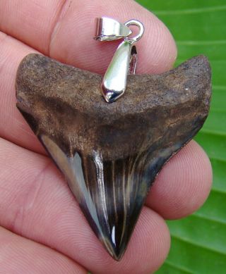 Juvenile - Megalodon Shark Tooth Necklace - 1 & 3/4 In 100 Real Fossil