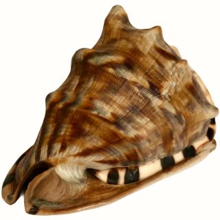 Queen Helmet Conch Shell 6.  5” Striped Sea Shell Large Ocean Beach Decor