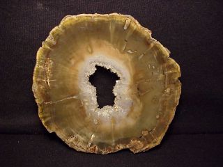 Rw Polished " Petrified Wood Round " Woodworthia Awesome Piece