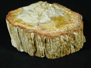 Perfect Bark A Larger Polished Petrified Wood Roller Fossil Madagascar 535gr