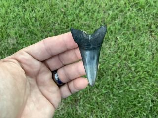 Huge Colorful 2.  78 " Mako Shark Tooth Fossil
