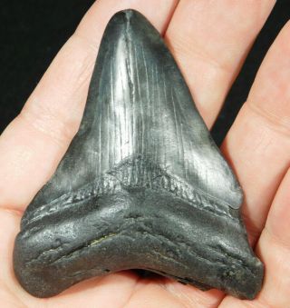 A And 100 Natural Carcharocles Megalodon Shark Tooth Fossil 40.  7gr