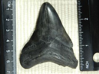 A and 100 Natural Carcharocles MEGALODON Shark Tooth Fossil 40.  7gr 2