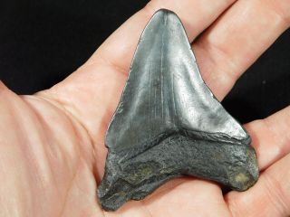 A and 100 Natural Carcharocles MEGALODON Shark Tooth Fossil 40.  7gr 3