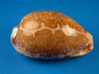 Cypraea Mappa Viridis Form Guamensis,  Pattern,  57.  1mm,  Guam Shell