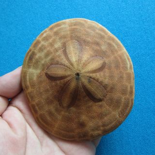 Clypeaster Virescens 100.  1mm Sea Urchin Sand Dollar