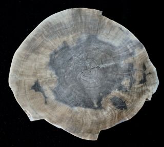 Maple From Duck Flat,  Nv Full Round Polished Petrified Wood
