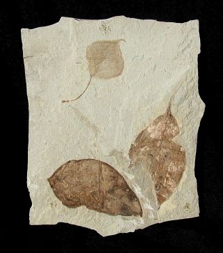 Extinctions - Very Cool Little Poplar Leaf Fossil With Two Other Leaves
