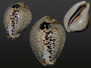 Seashell Cypraea Mus Donmoorei Superba Specimen 56.  0 Mm