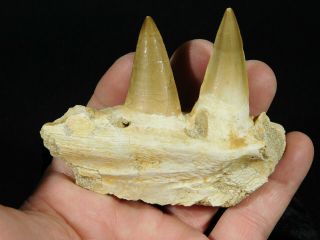 A Natural 100 Million Year Old Mosasaur Jaw Fossil With Two Teeth 134gr