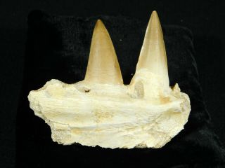 A Natural 100 Million YEAR Old Mosasaur JAW Fossil With TWO Teeth 134gr 2
