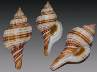 Seashell Taphon Clavella Maganensis Subspecies Fantastic 54.  1 Mm